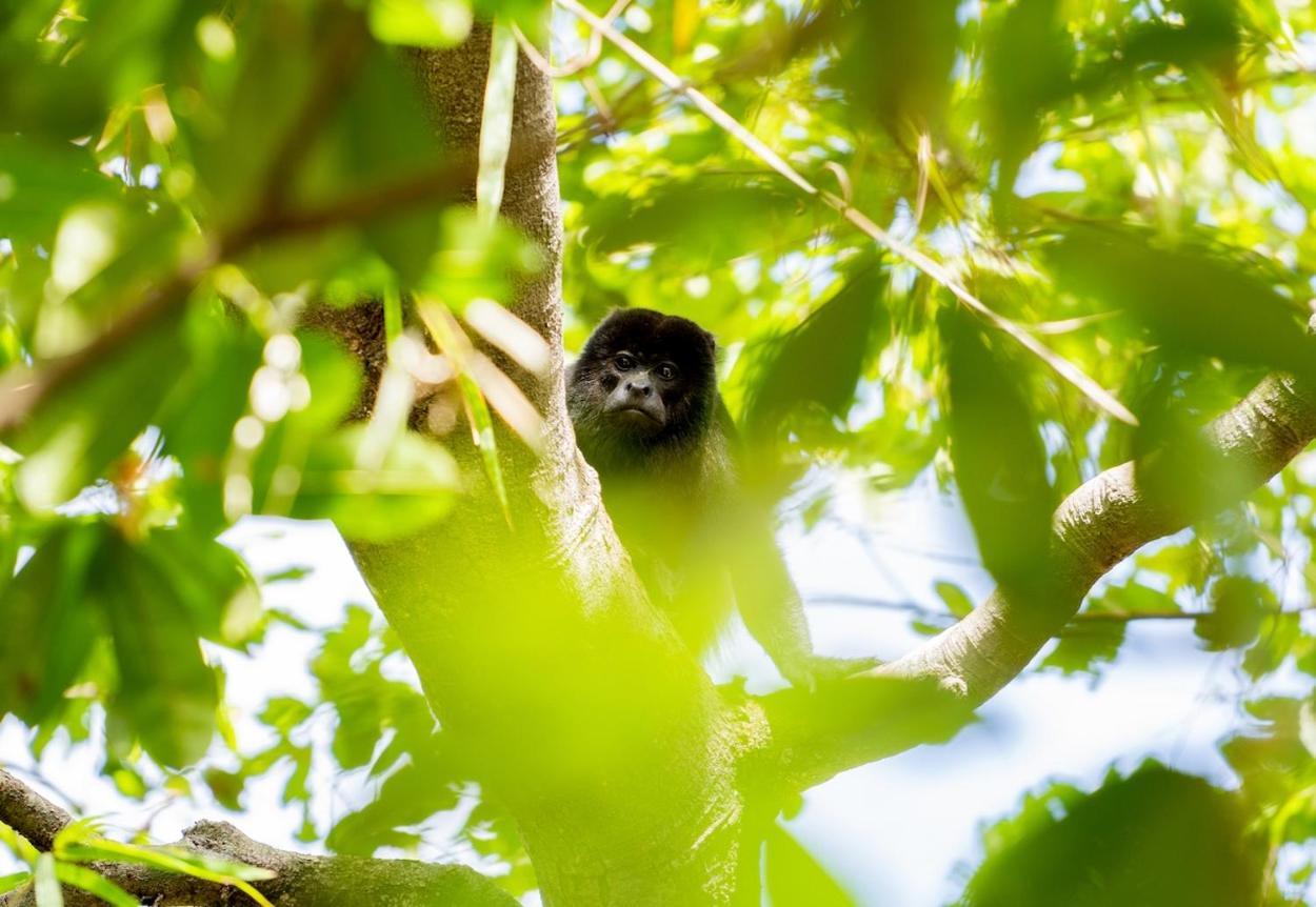 Antema Lodge Secteur Tamarindo, Piscine, Yoga, Gym, Jungle Et Paix 외부 사진