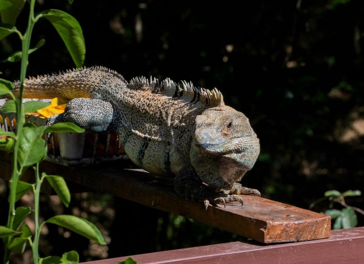 Antema Lodge Secteur Tamarindo, Piscine, Yoga, Gym, Jungle Et Paix 외부 사진