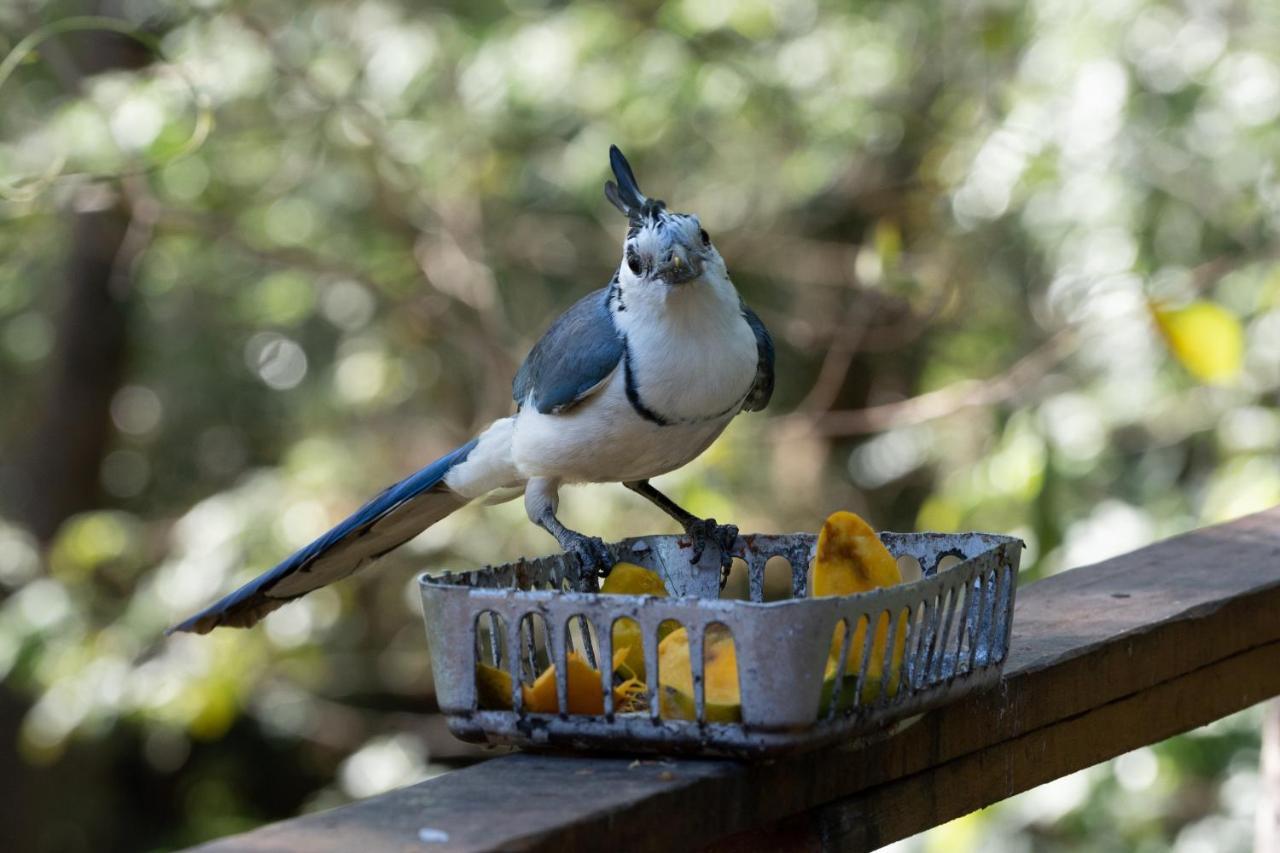 Antema Lodge Secteur Tamarindo, Piscine, Yoga, Gym, Jungle Et Paix 외부 사진