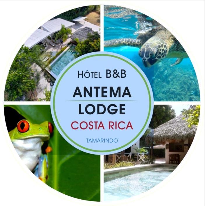 Antema Lodge Secteur Tamarindo, Piscine, Yoga, Gym, Jungle Et Paix 외부 사진