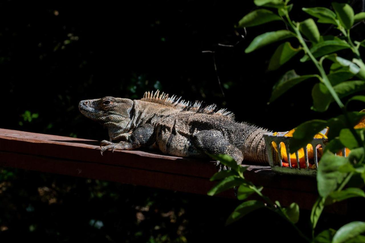 Antema Lodge Secteur Tamarindo, Piscine, Yoga, Gym, Jungle Et Paix 외부 사진