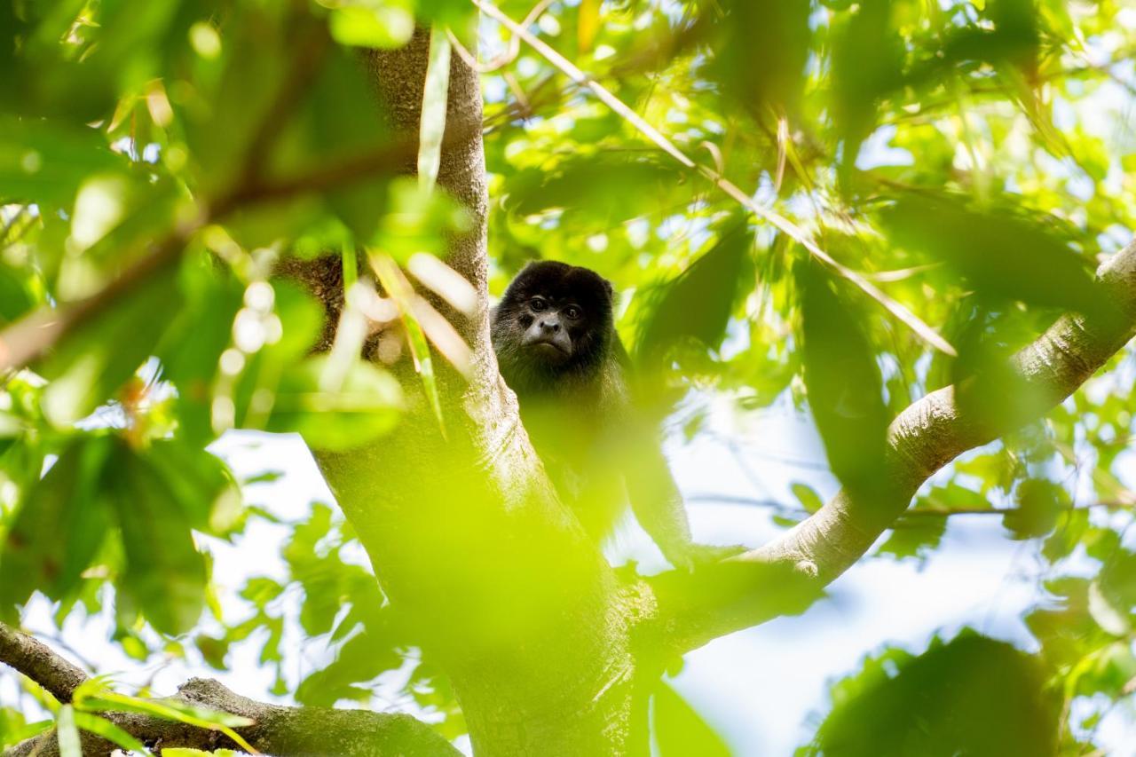 Antema Lodge Secteur Tamarindo, Piscine, Yoga, Gym, Jungle Et Paix 외부 사진